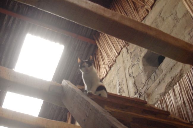 とっても綺麗な三毛猫