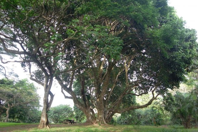 一番古いライチの樹