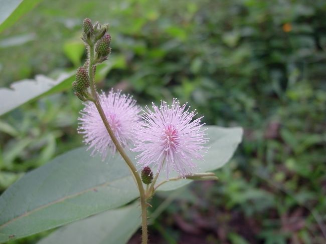 オジギソウの花