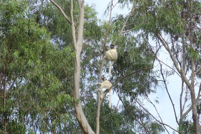 ベローシファカ、チャカス（餌）という呼びかけに樹から降りてきた