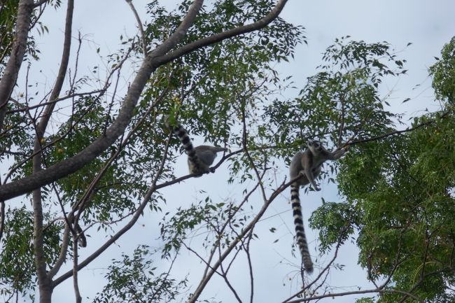 ワオキツネザル
