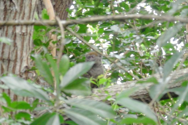 バンブーキツネザル<br />竹の葉しか食べない<br />