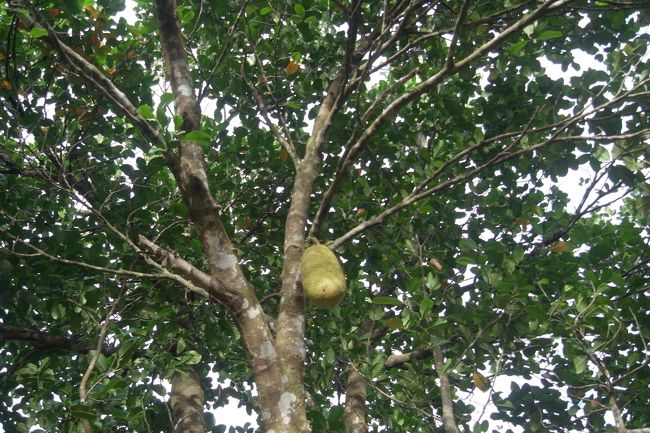 ジャックフルーツ