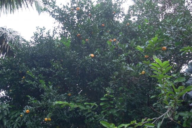 ミカン、かなり小さいが香りは強い