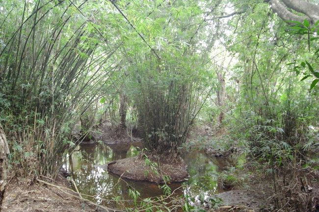 竹はインドネシアから運ばれてきたらしい