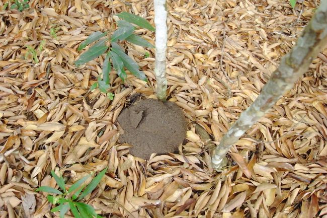 シロアリの巣<br />このあたりは乾燥していないので木の上ではなく地面にある<br />