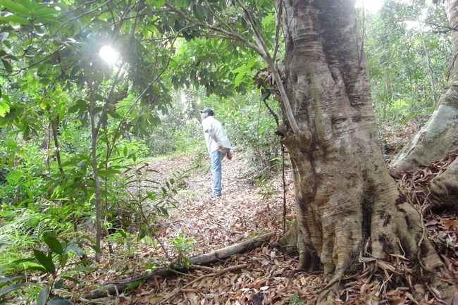 「アッキーアッキー」と言いながらワオさんを探す現地ガイドさん