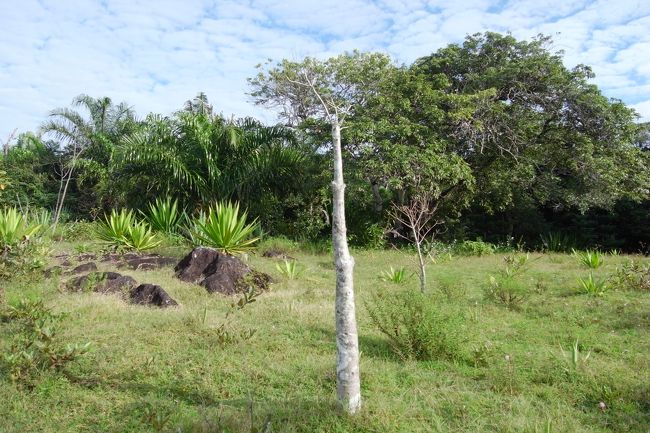小さいけどバオバブ