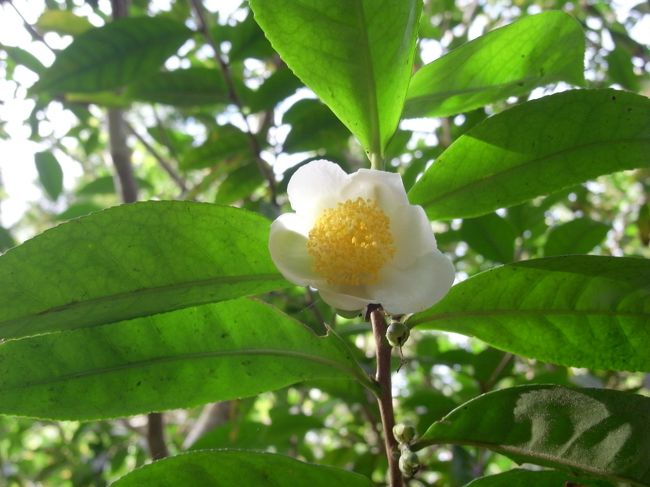 椿、お茶にするため中国から運ばれてきた<br />