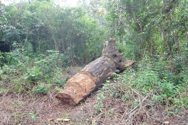 前年のサイクロンで倒された木