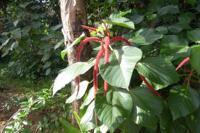 きつねのしっぽ