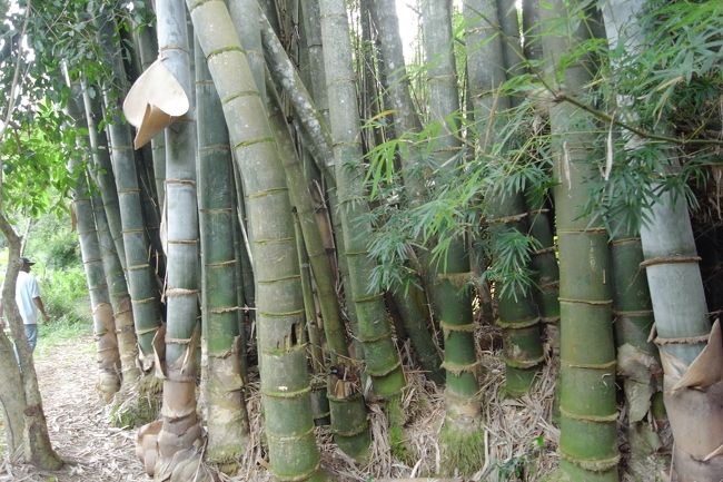 この太い竹はマダガスカルにしかないらしい