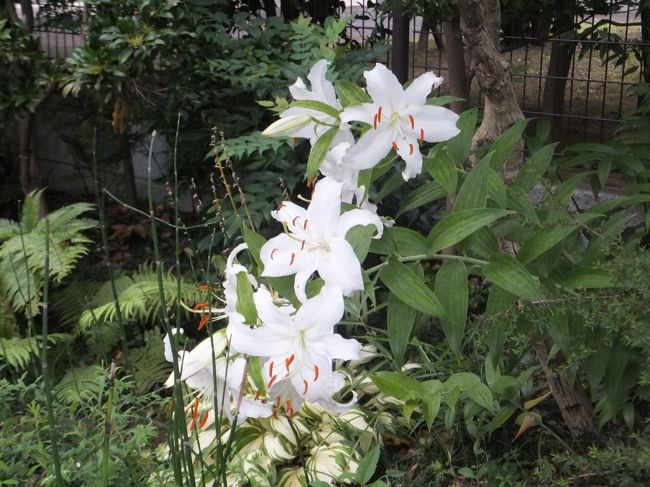 散策してたら雨が。。。<br />でもきれいな百合が咲いていたので撮ってみました。