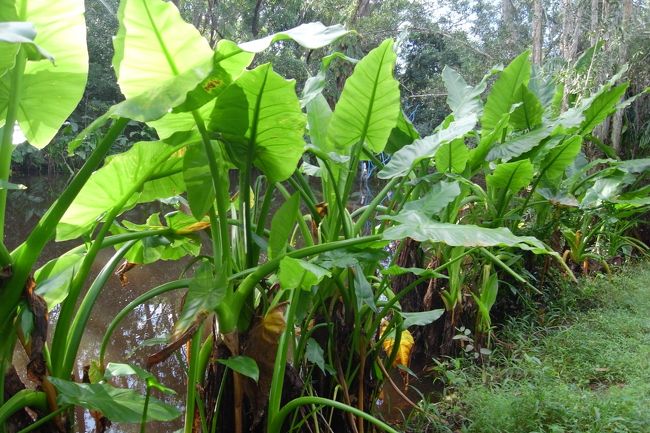 ゾウの耳という植物