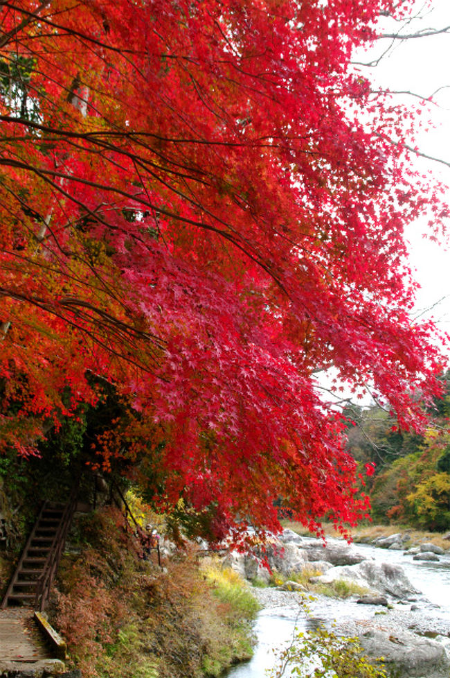 秋の一日 紅葉の御岳渓谷遊歩道を散策 ここも東京です 奥多摩 東京 の旅行記 ブログ By Canさん フォートラベル 秋の一日 紅葉の御岳渓谷遊歩道を散策 ここも東京です 奥多摩 東京 の旅行記 ブログ By Canさん フォートラベル
