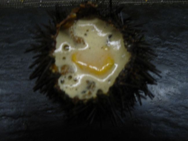 １４品目。魚介の旨味が溢れます。