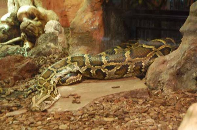 アムステルダムの動物園 Artis へ行ってきました アムステルダム オランダ の旅行記 ブログ By のこさん フォートラベル アムステルダムの動物園 Artis へ行ってきました アムステルダム オランダ の旅行記 ブログ By のこさん フォートラベル