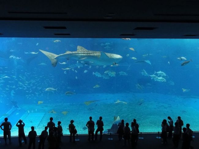 ここ！ここ！ジンベイザメが悠然と泳ぐ大水槽！ここでぼーっと1時間くらい見られます。