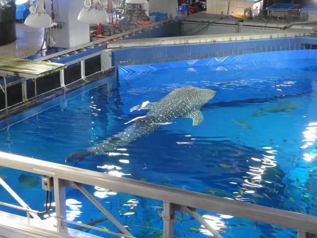 水槽の上にもいけるので行ってみた。いやー、デカイ。