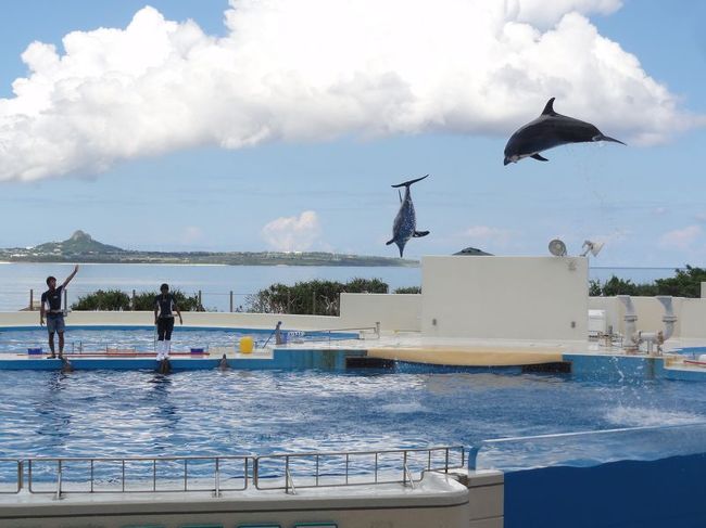 イルカのジャンプ力ハンパないｗ