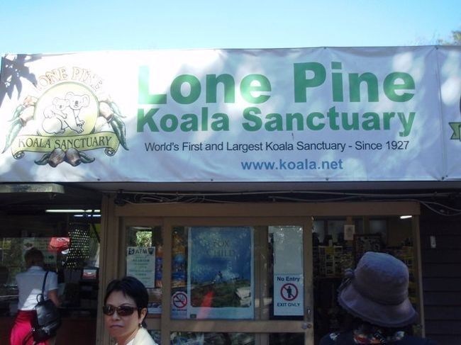 コアラ・サンクチュアリにやってきました！