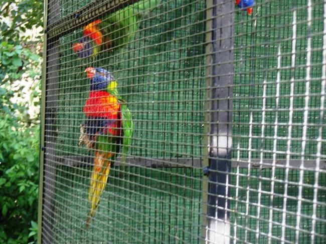 カラフルな鳥！