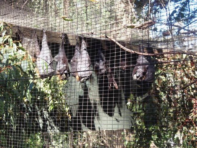 わっ！コウモリ！！