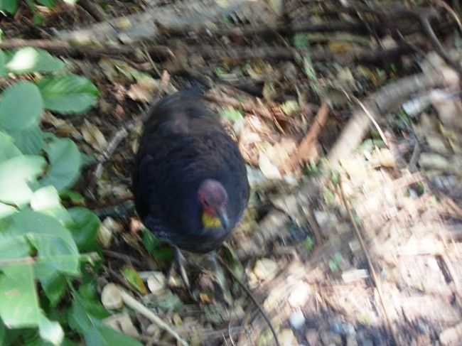 とり〜<br />クジャクだったかなぁ？<br /><br />そういえば、休憩所みたいなところに、クジャクが放し飼いされてた・・・