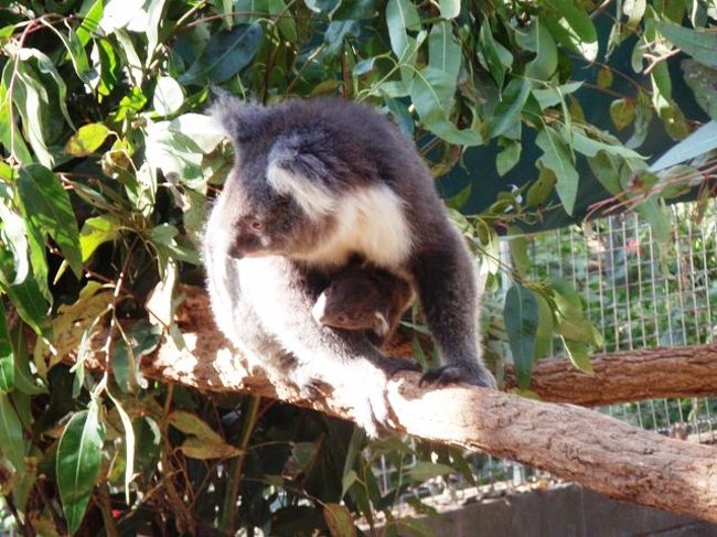 ついにコアラとご対面！！！