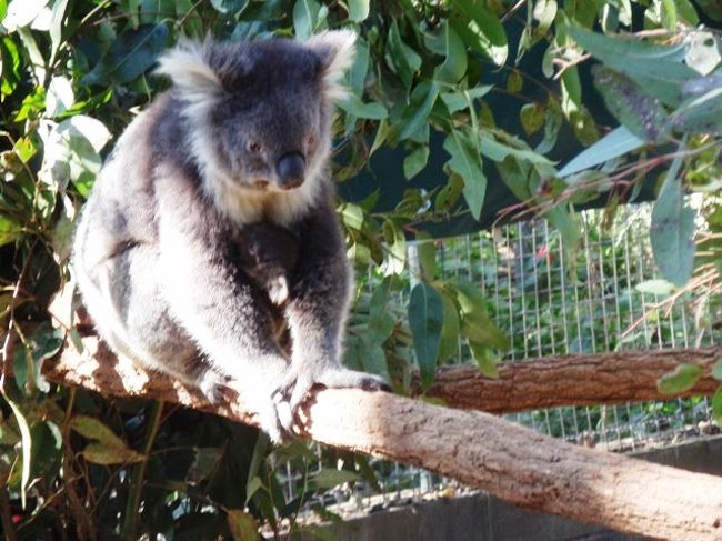 日中なのに活動している！！