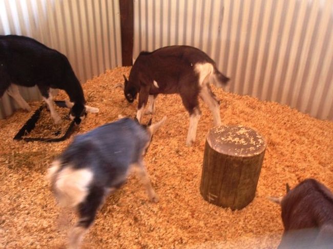 生まれて３か月だそうです♪<br />かわゆす！