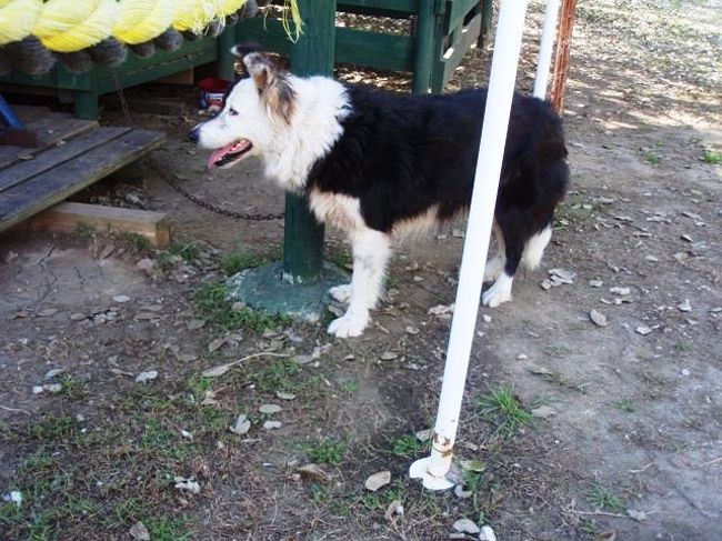 羊を集めるためのわんこさんです。