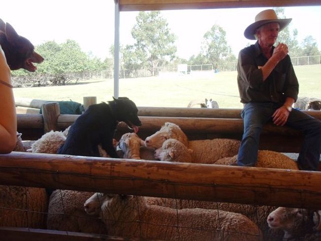 羊の中でたわむれるわんこさん。