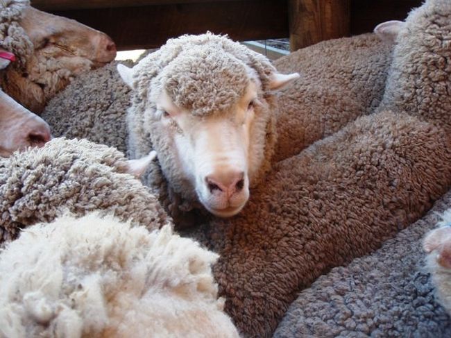 めぇ〜〜〜<br />