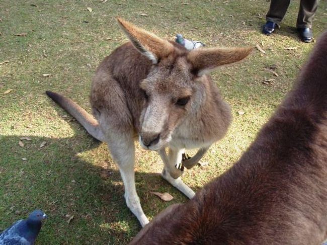 カンガルーも間近に見られます。