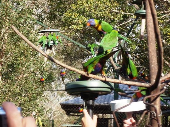 カラフルな鳥！