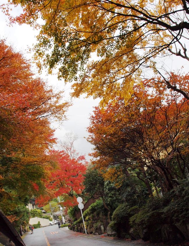 この時期 奥湯河原温泉では見事な紅葉が見られます 2012年