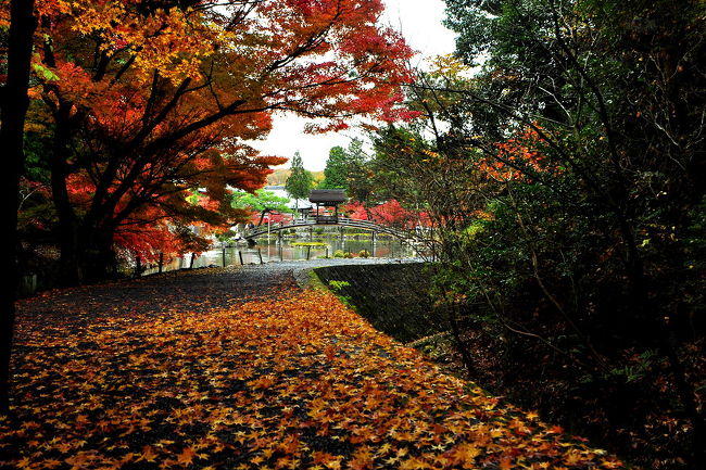 紅葉トンネルから<br />臥竜池と称する池に無際橋（橋殿付の反り橋）<br />ここには、ずーといました。<br />10分位か？<br />次ぎから次ぎと観光客が<br />私の立ってる所へ来て・ここも良いは・・<br />ここで、また撮るから<br />記念撮影でしようか、粘って撮った・