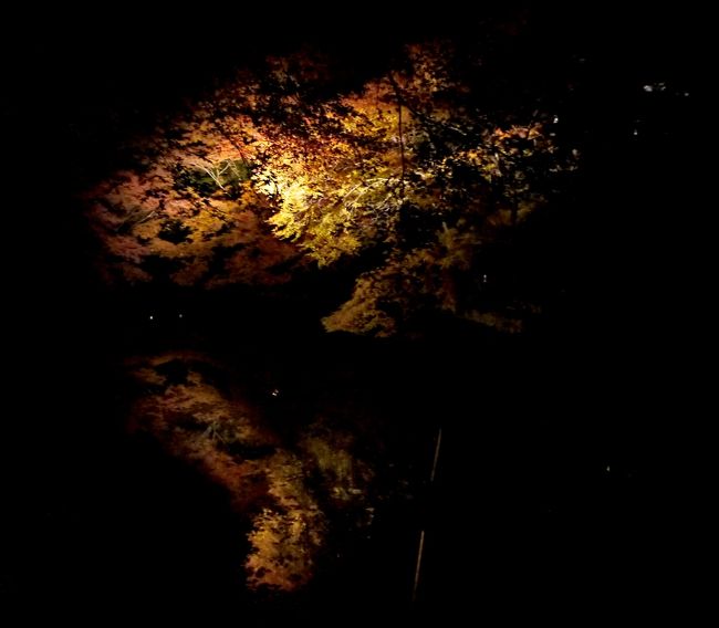 池に写る．きれい！！