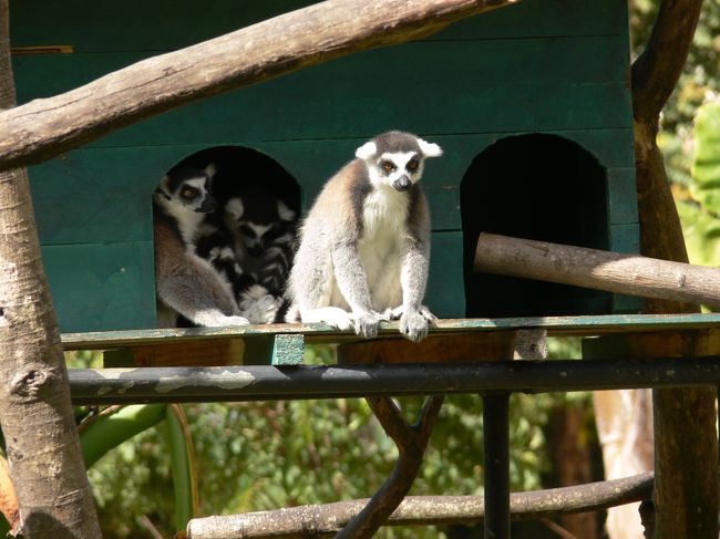 ワオキツネザル。<br />漢字で書くと輪尾狐猿。