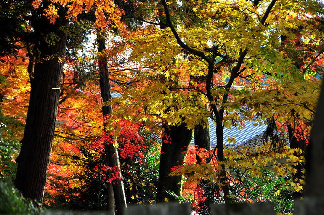 「続芳院」の前の囲いから覗いて
