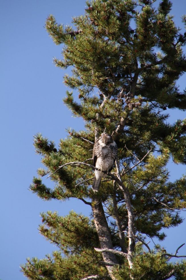 アメリカの国鳥、ハクトワシです