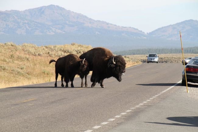 夫婦のバイソンが道路を渡るところなんですが、必ずオスが前にいて、睨みをきかせて、メスを守りながら歩いてくるのです。なんか夫婦愛が強い動物ということが分かります。