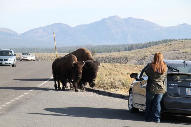 にらまれているので、車のうしろからびびって撮影している外人さんです。