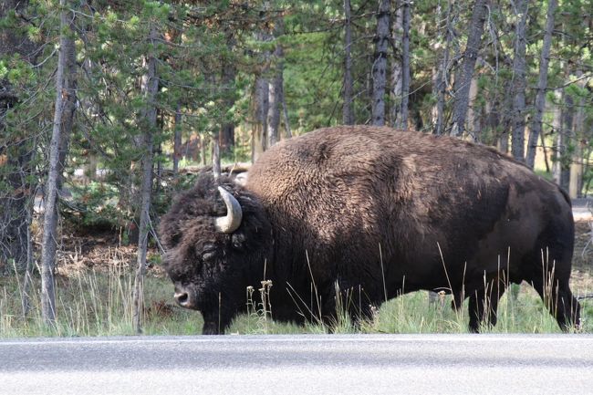 あちらこちらに出てくるので、パスすればいいのでしょうが、そばにいるとどうしても写真を撮りたくなってしまう性です。