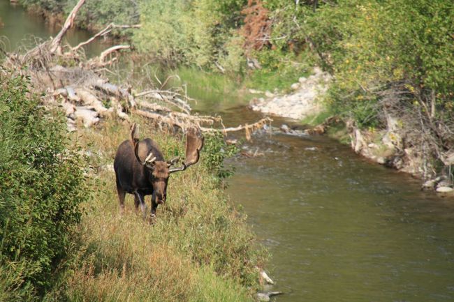 ムース発見。エルクとバイソンは確実に見れるのですが、ムースだけは見れなかったので、やっと見れました。基本、渋滞とか人が集まっているところにはなにかしらいますので、要チェックです。