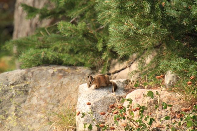 リスもたくさん会えます。