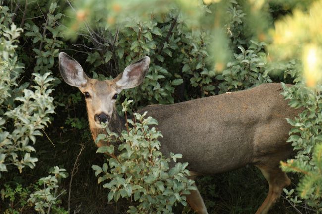 ムースの嫁さんみたいです。今回の旅では夫婦ものが多かったです