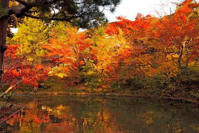 夕日に映えて少し黄色っぽい