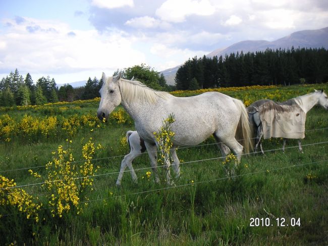 トンガリロに入ってきました。白馬発見！ <br />